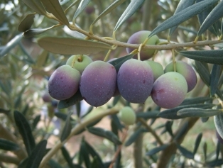 Olive and Olive Oil Galeri