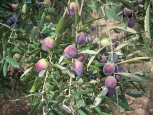 Olive and Olive Oil Galeri