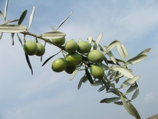 Olive and Olive Oil Galeri