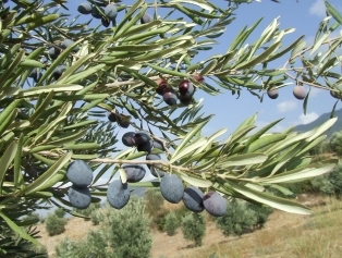 Olive and Olive Oil Galeri