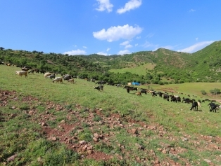 Agriculture and Livestock Galeri