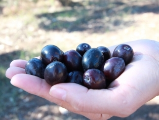 Olive and Olive Oil Galeri