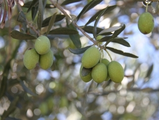 Olive and Olive Oil Galeri