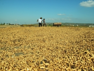 Groundnut Galeri