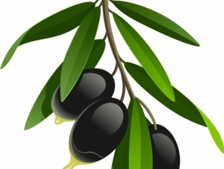 Olive and Olive Oil Galeri