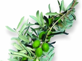 Olive and Olive Oil Galeri