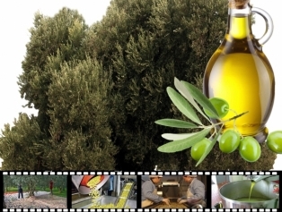 Olive and Olive Oil Galeri