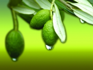 Olive and Olive Oil Galeri